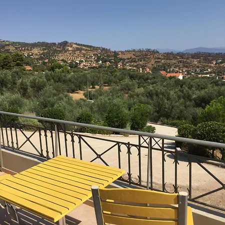 The Olive Orchard