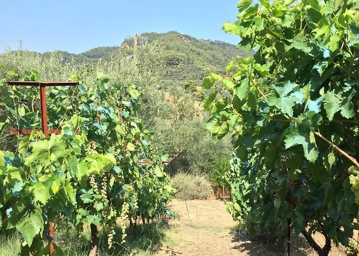 Ferienhaus The Olive Orchard